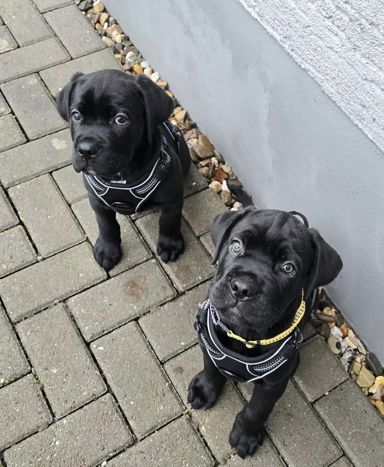 Zeus and Thor. Male Zeus and Thor (Macho) - Imagen 1