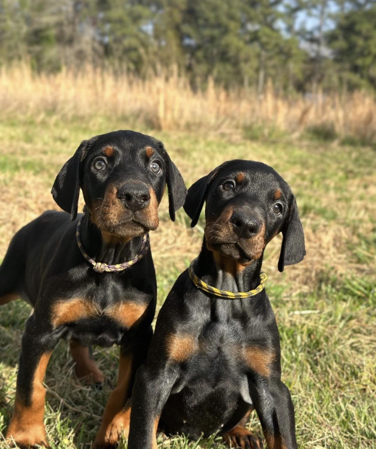 Zulu Female_. Zeke Male Zulu (Hembra) - Imagen 1