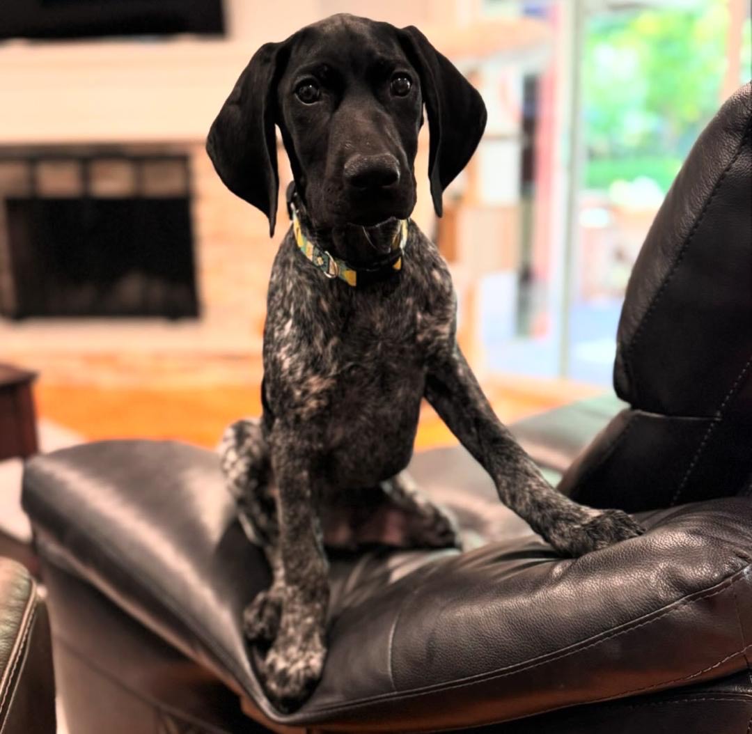 cody male Cody (Macho) - Imagen 1